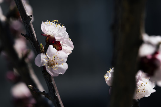 桃花盛开的时节