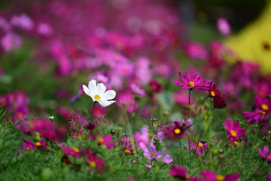 格桑花