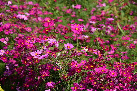 格桑花