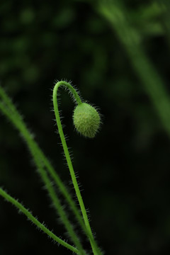 虞美人花