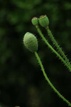 虞美人花