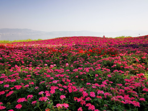 花海