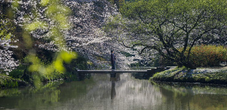 鼋头渚樱花