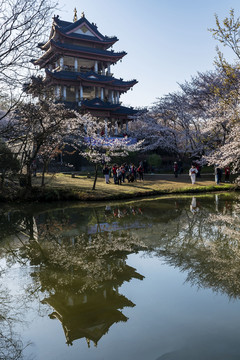 鼋头渚樱花