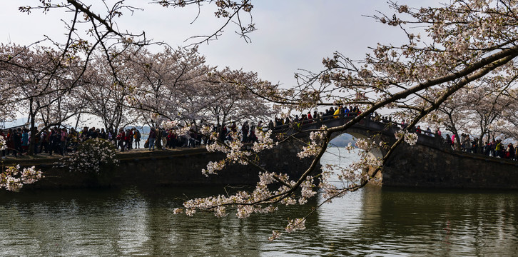 鼋头渚樱花