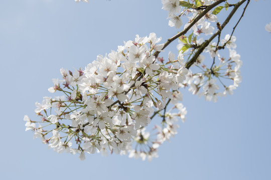 櫻花