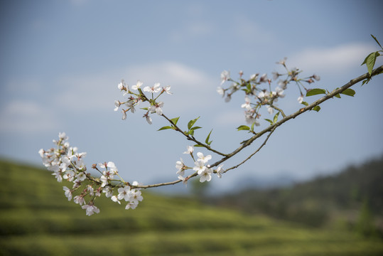 樱花