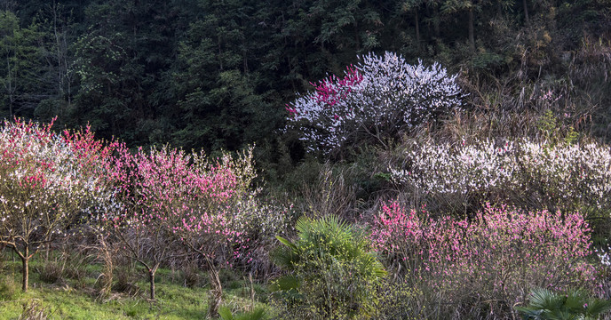 桃花