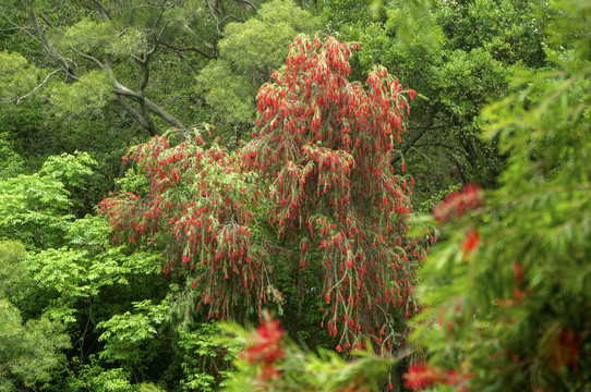 红千层植物风景