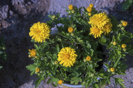 菊花植株