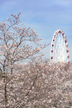 樱花风光