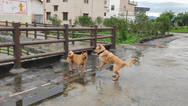 乡村百态