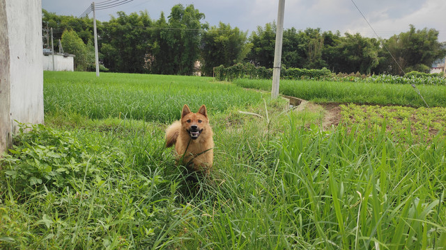 乡村田园