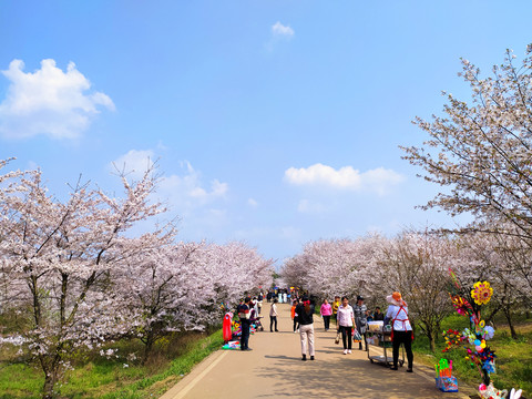 樱花园樱花海