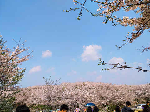 樱花园樱花海