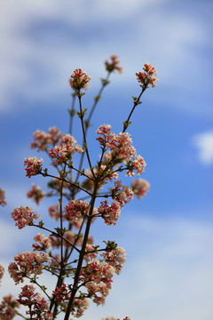 樱花特写