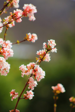 春暖花开