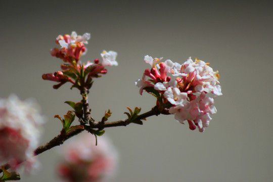 春暖花开