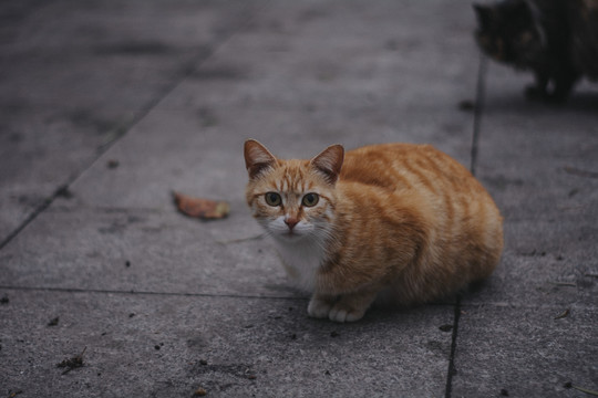 宠物猫可爱