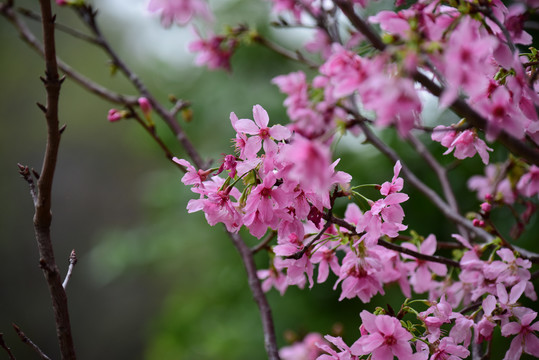 樱花