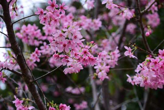 樱花