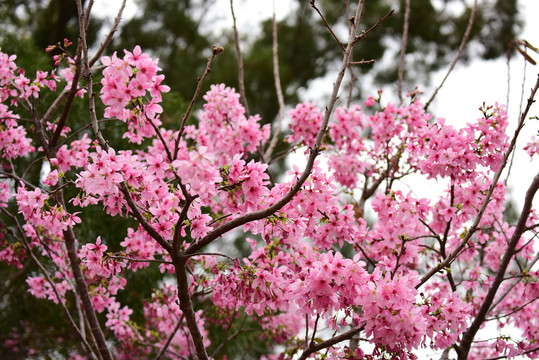 樱花