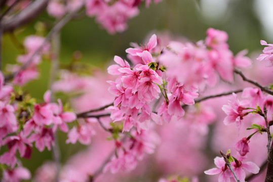 樱花