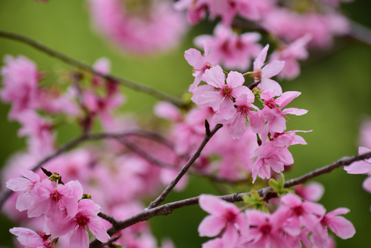 樱花