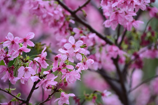 樱花