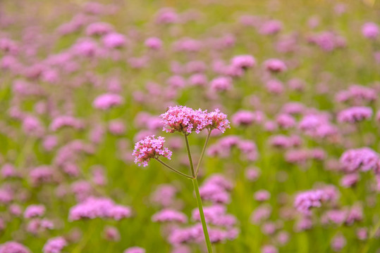 紫花