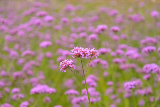 马鞭草