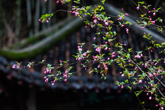 海棠花