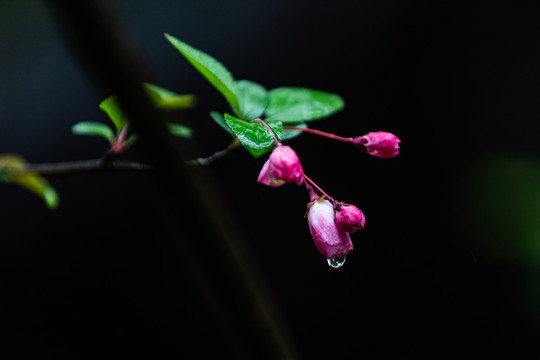 海棠花