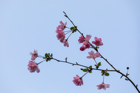 海棠花