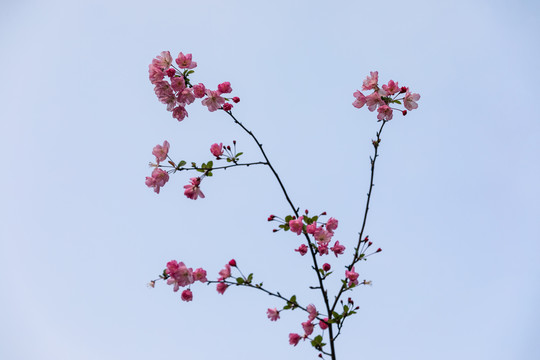 海棠花