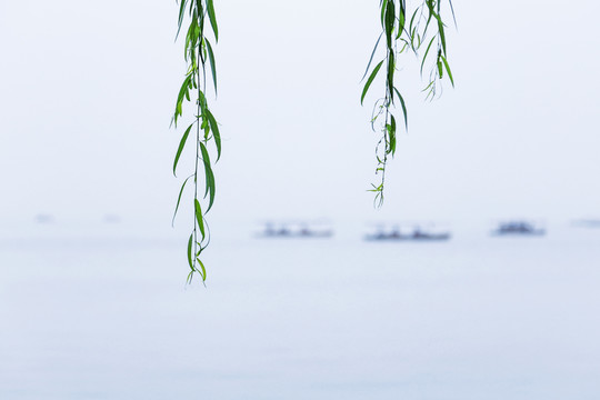 西湖柳丝