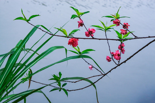 西湖桃花