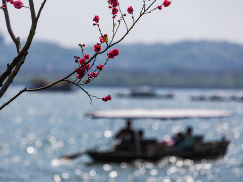 西湖桃花