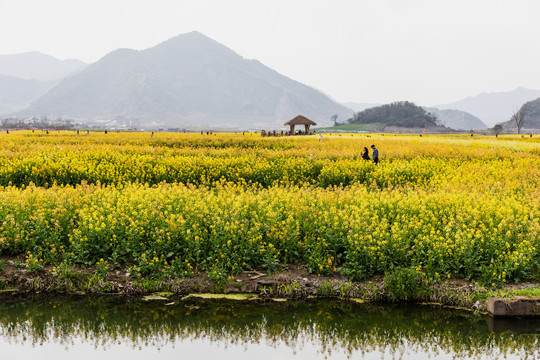 杭州铜鉴湖油菜花