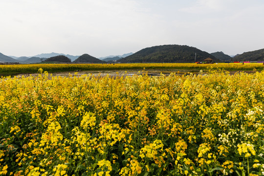 杭州铜鉴湖油菜花