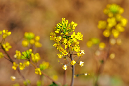 油菜花