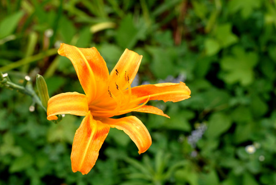 橙色百合花