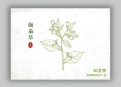 手繪顛茄草線描插畫
