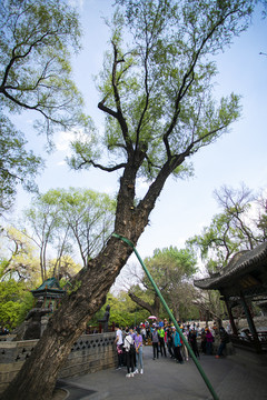 晋祠园林