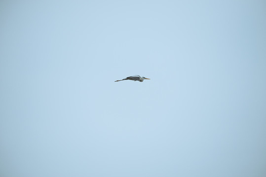 灰鹭鸟