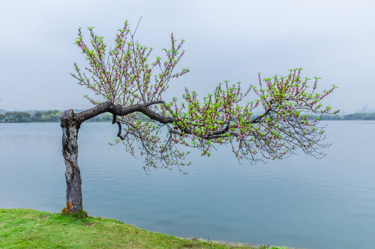 海棠树