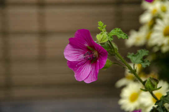 芙蓉葵