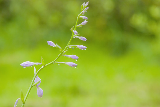 玉簪花