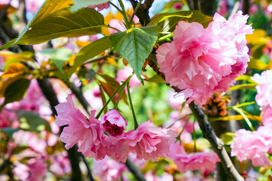 樱花素材