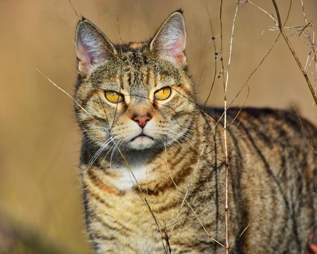 虎斑猫